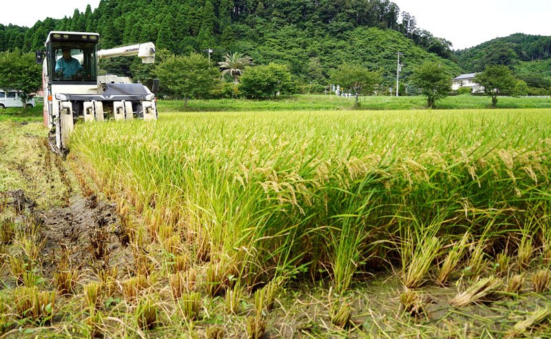 超早場米の収穫本格化　大暑を前に、早くも新米の時期　いすみ