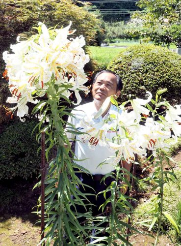 １本にいくつもの花を付け、満開を迎えたヤマユリ＝袖ケ浦市