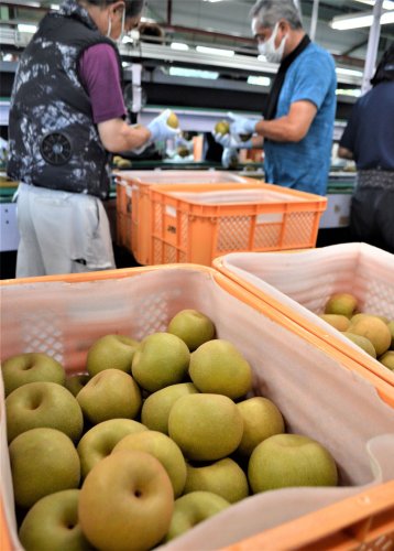 全国有数の梨産地の白井市で１日、選果場が本格稼働。主力品種「幸水」のみずみずしい大玉が集まり、梨の季節到来に活気があふれた。
