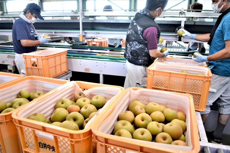 名産地・白井で梨出荷始動　みずみずしい「幸水」収穫、選果場へ次々　旬の季節到来で活気づく