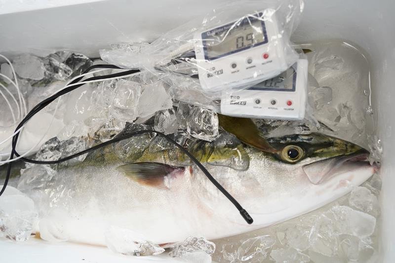 氷漬けにされたワラサ。魚体温度などが測定されている＝いすみ市
