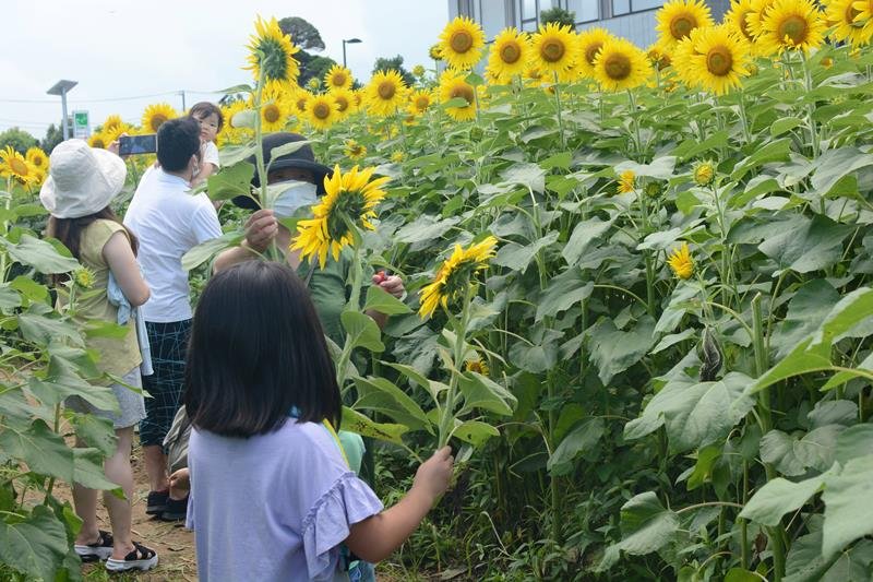 アジつかみ取り　ヒマワリ迷路も　「オライの夏祭り」家族で満喫 山武