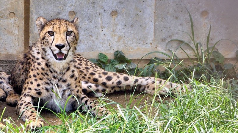 チーターの子４頭他園へ　千葉市動物公園　繁殖のため、８月２５日送る会
