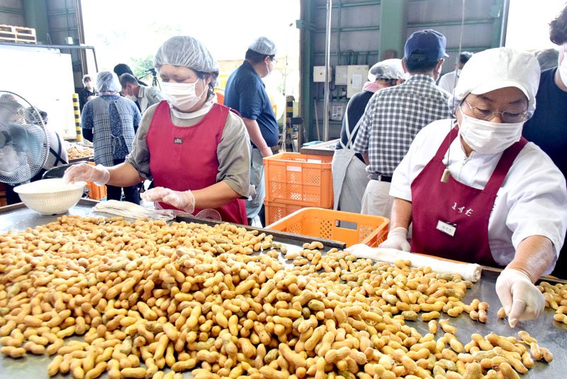 出荷する落花生を選別する人たち＝銚子市