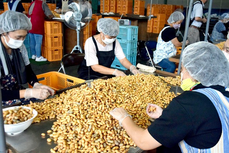 良質ぞろい出荷始まる　生産農家も太鼓判　銚子　ゆで食用落花生を選別