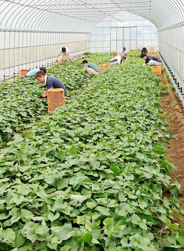 サツマイモ基腐病警戒　千葉で昨年初確認　気もむ農家、種苗管理に細心