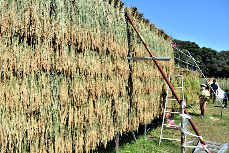 昔ながらの鎌で稲刈り体験　習志野・実籾地区、親子１１０人　５月に田植え、農の営みに触れ