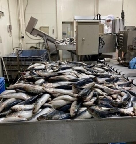 強みは魚と時流読む力　株式会社 いとう商店（旭市）　【輝く！千葉の企業　日本政策金融公庫レポート】（９２）