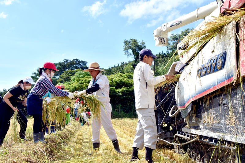 脱穀するため、刈り取った稲を手渡す嶺南小児童（左）＝南房総市