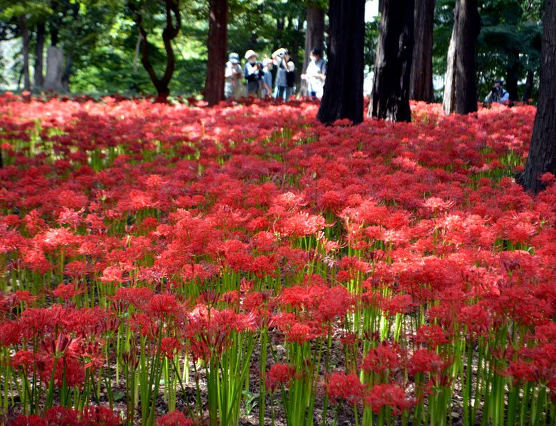 見頃を迎えた村上緑地公園の彼岸花＝１７日、八千代市