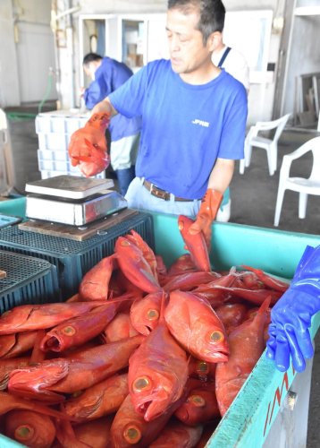 水揚げされ仕分けされるキンメダイ＝２日、勝浦市の豊浜漁港
