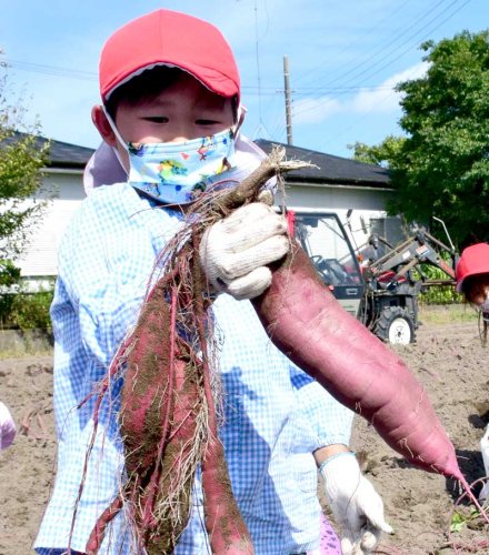 園児１００人イモ掘り挑戦　白子の遊休地 豊作に笑顔