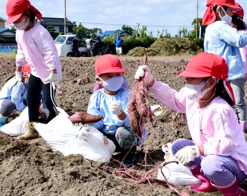 サツマイモを次々に掘り出す園児＝白子町