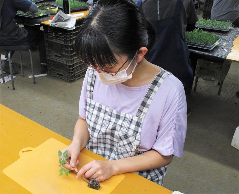 「接木苗」で野菜作り支援　株式会社グラフトワークス（横芝光町）【輝く！千葉の企業　日本政策金融公庫レポート】（９３）