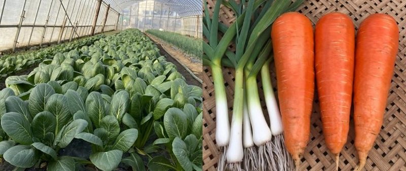 いすみ市の有機野菜
