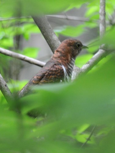 古往今来、歌壇賑わす　ホトトギス　成田篤彦　【房総の草木虫魚】（３８６）