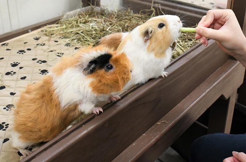 愛くるしい姿独り占め　ふわふわもふもふ　成田ゆめ牧場のモルモット　【月刊ほぼ実物大ニュース】