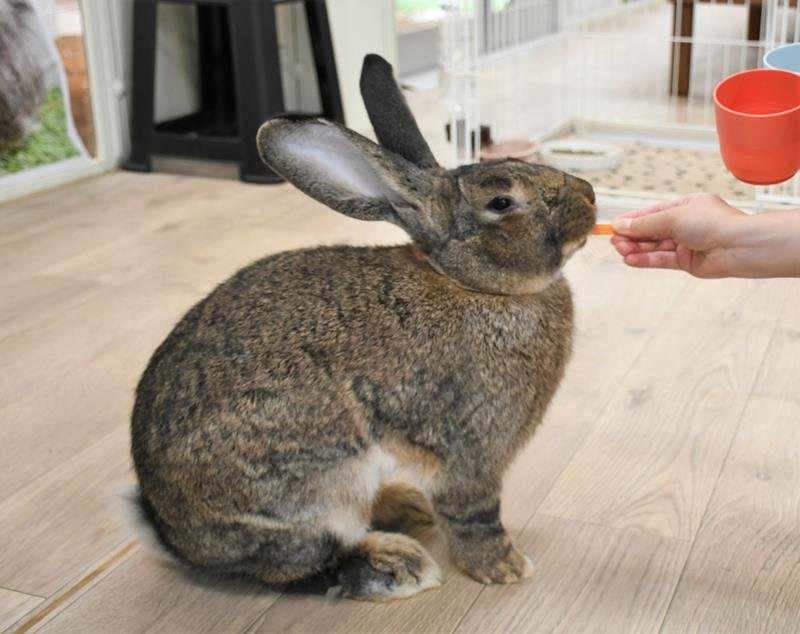 愛くるしい姿独り占め　ふわふわもふもふ　成田ゆめ牧場のモルモット　【月刊ほぼ実物大ニュース】