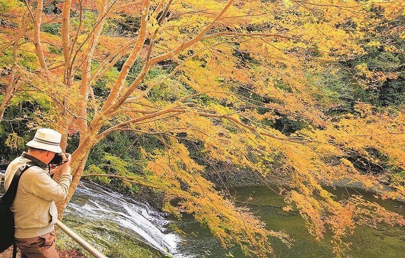 紅葉が進む養老渓谷の粟又の滝周辺＝２５日、大多喜町