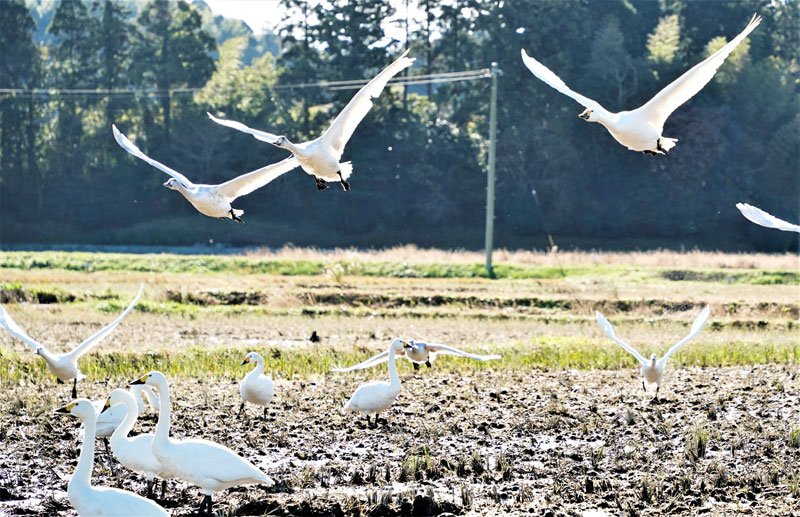 冬の使者コハクチョウ、ことしも飛来　田んぼで餌探し　いすみ