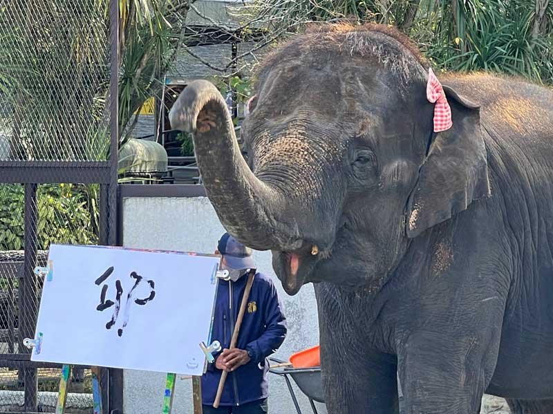 書道パフォーマンスを披露するアジアゾウの「ゆめ花」＝市原市の市原ぞうの国

