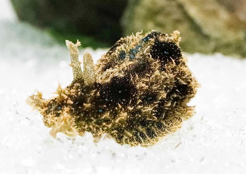 ウサギの耳に似てる？　鴨シー特別展　干支にちなんだ１８点、２０２３年１月３１日まで