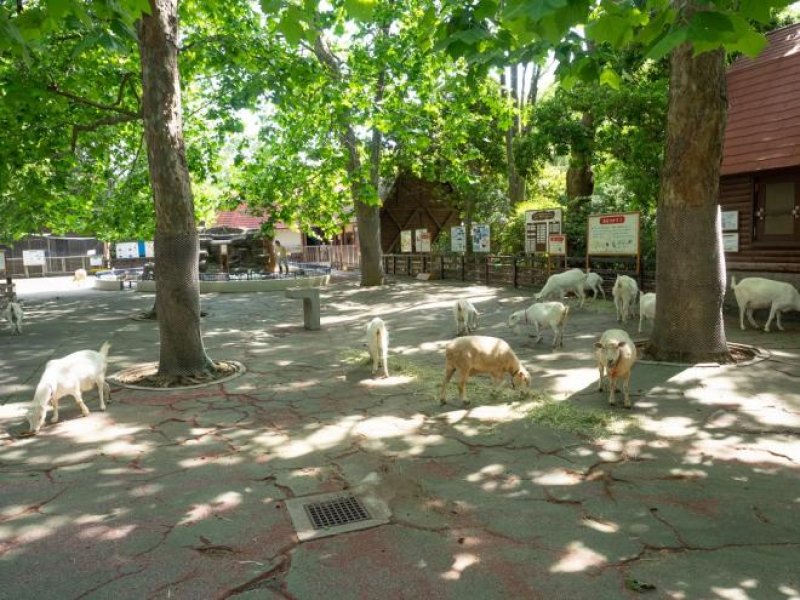 ヤギやヒツジと触れ合える「子ども動物園」（千葉市動物公園提供）
