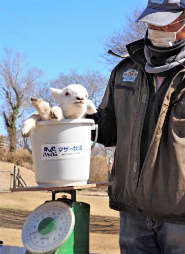 ヒツジの赤ちゃん次々誕生　マザー牧場で出産ラッシュ　体重測定イベント、記念写真も　富津