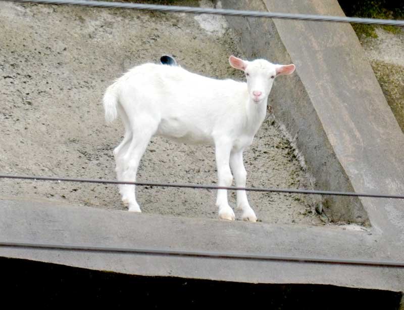 【子ども新聞　週刊ちばにち家】　ポニョ、ママになるよ！　佐倉　斜面に居着いたヤギ　（２０２３年２月２日号）