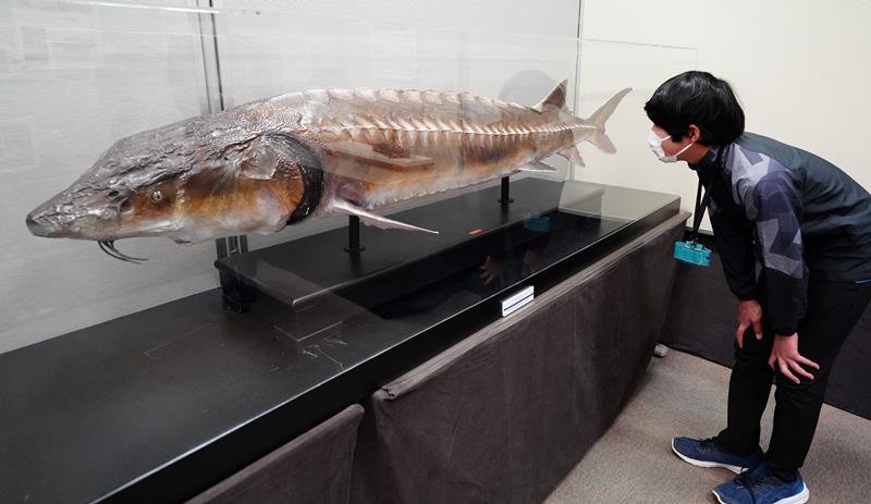 千葉県内で唯一確認された「カラチョウザメ」のはく製＝勝浦市の海の博物館
