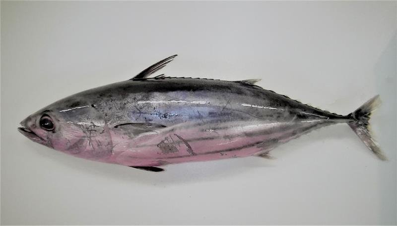 多彩な房総の魚紹介　千葉県内唯一２．１メートルカラチョウザメも　勝浦・海の博物館で企画展