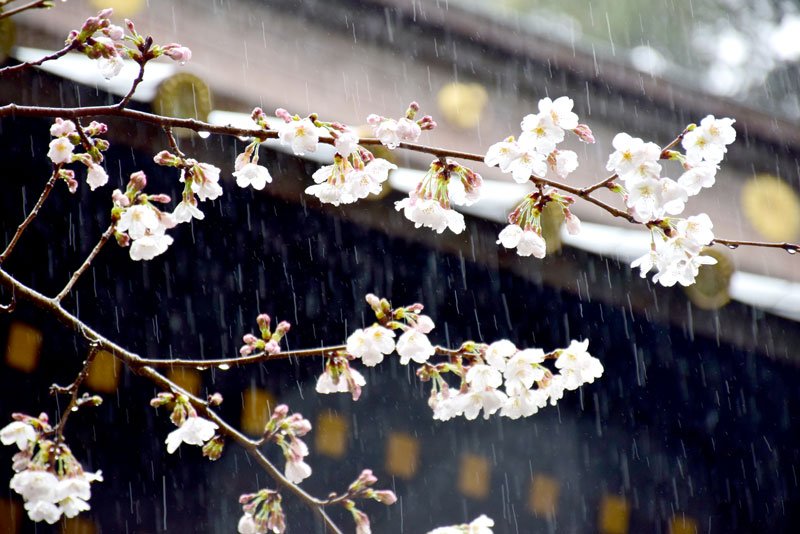 花開いた社殿前の桜＝１８日、一宮町の玉前神社