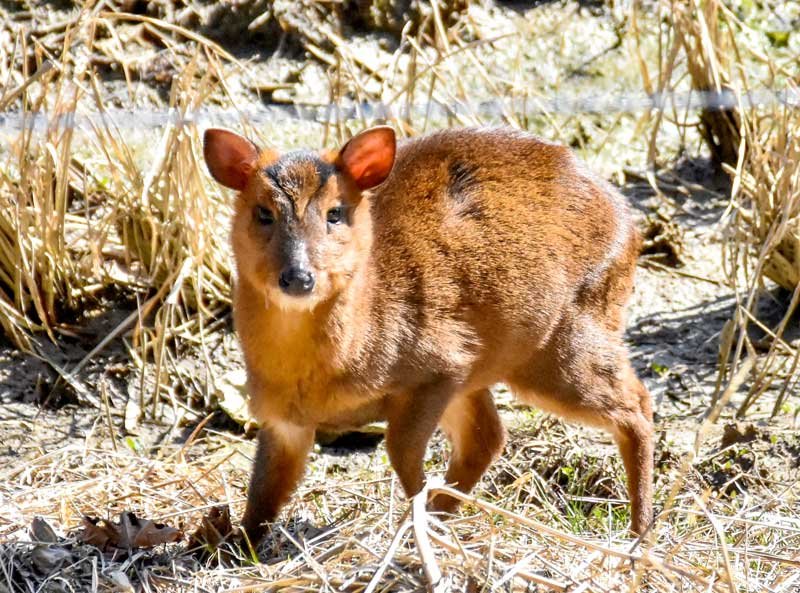 列車と動物の衝突防げ　キョンの嫌がる高周波音装置　いすみ鉄道　「鹿ソニック」応用、共生目指し実証実験