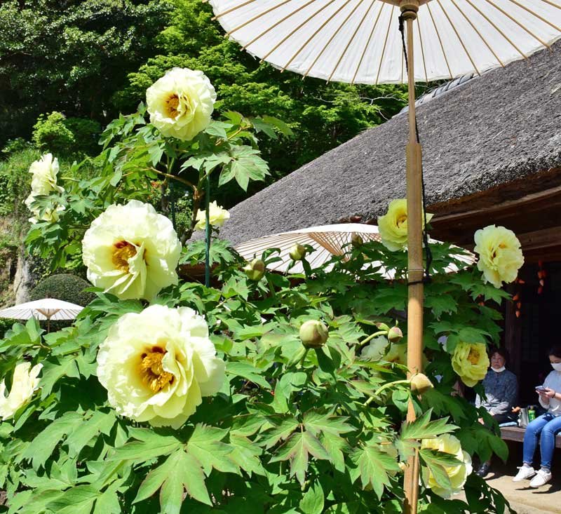 ２００種の大輪華やかに　ボタンが見頃　４０周年の茂原牡丹園
