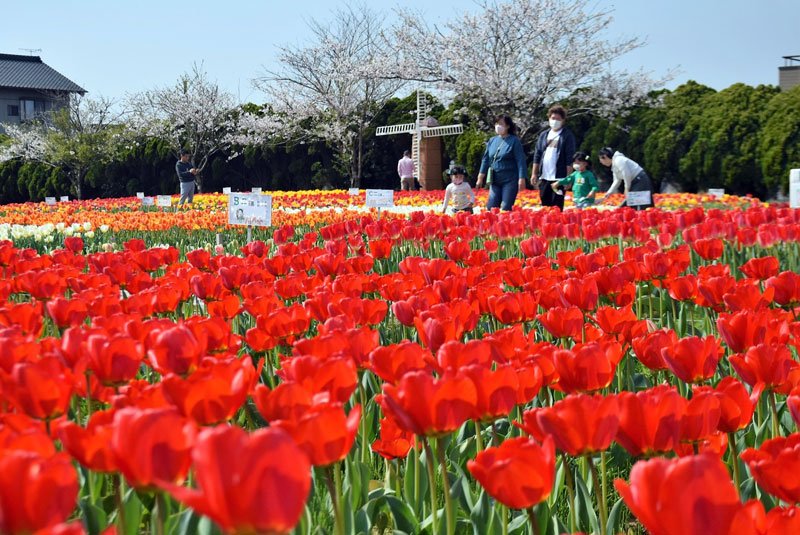 色とりどりに咲き誇るチューリップ＝１日、匝瑳市

