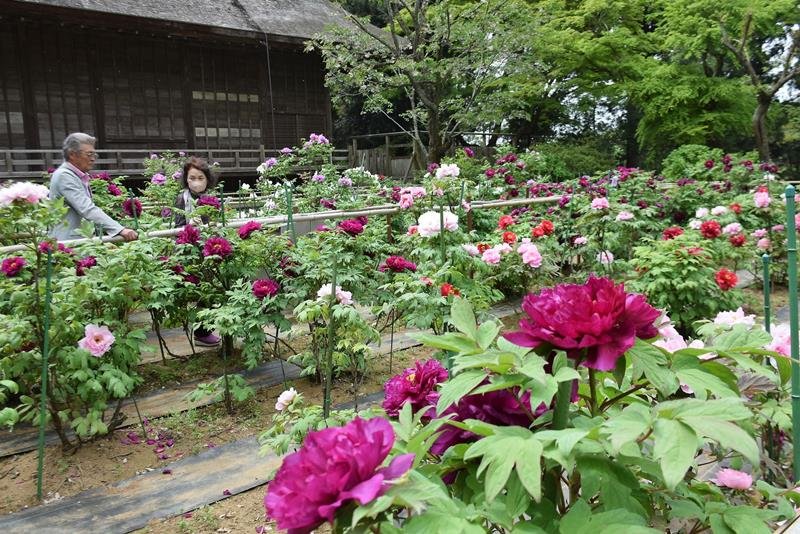 色鮮やかに咲き誇るたボタンの花＝１４日、匝瑳市
