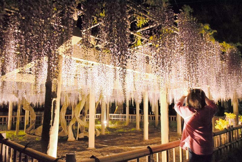 見頃に合わせてライトアップされたフジの花＝銚子市