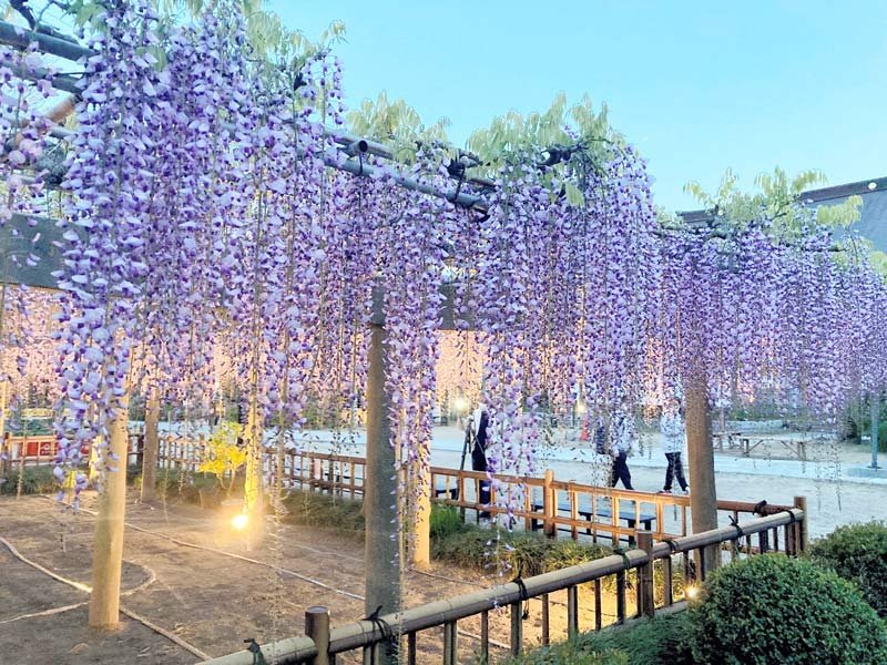 甘い香り、優美な姿…　銚子でフジの花見頃　夜間ライトアップも　樹齢７５０年超、京都御所から移殖