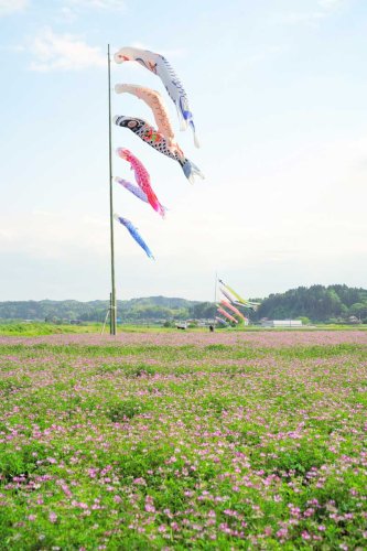 田んぼが紅紫色に　レンゲソウ、こいのぼりと共演　大多喜