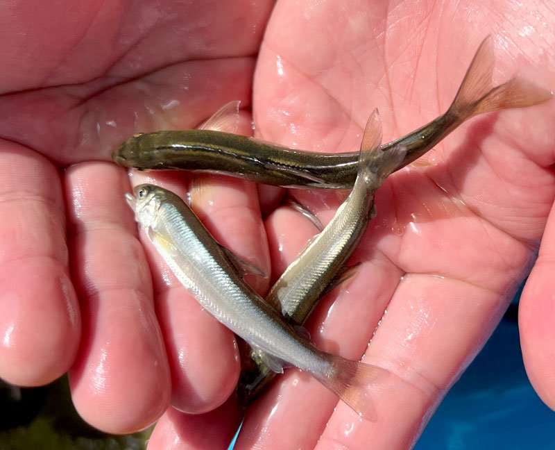 アユ大きく育ってね！　児童が稚魚５００匹放流　市原・養老川