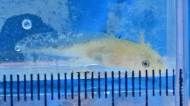 サンショウウオ１００匹放流　絶滅の恐れ、学生ら保護へ　長南「森の墓苑」