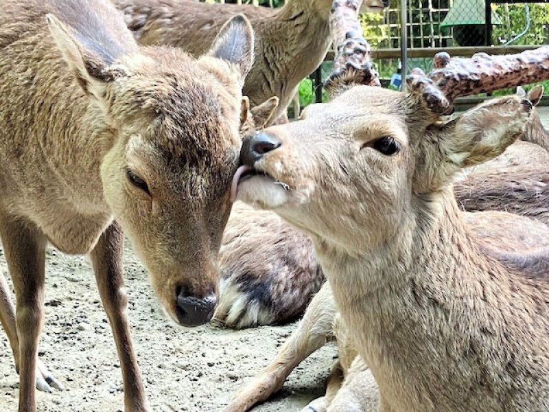 行方不明になっているシカ（左）＝香取の鹿愛護会提供

