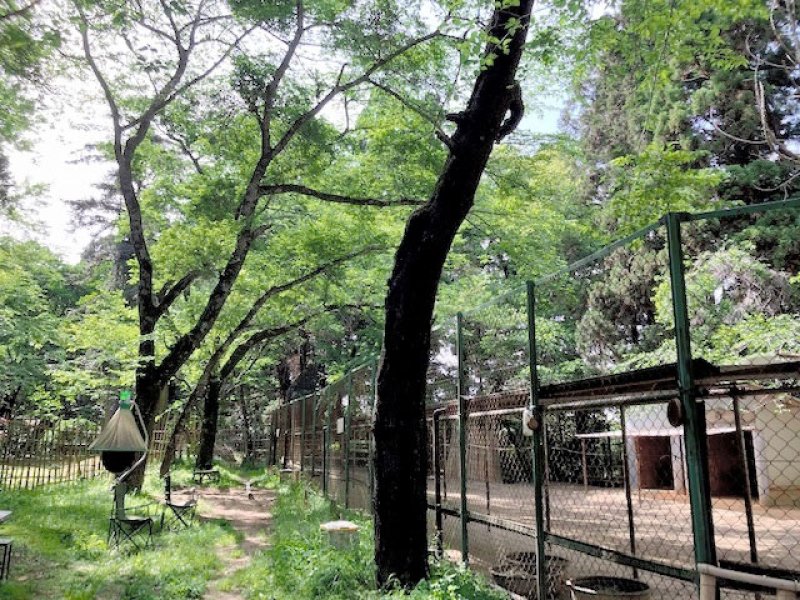 【速報】香取神宮のシカ１頭行方不明　扉の鍵開けられたか　飼育団体、情報求める