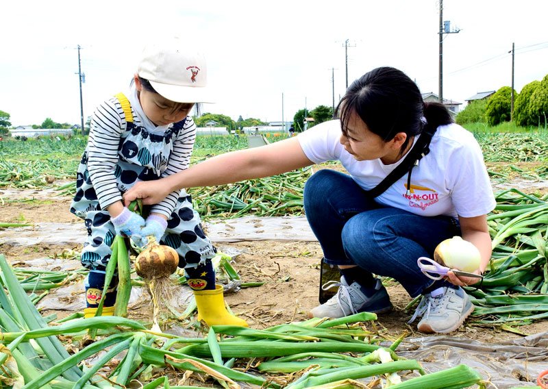 タマネギを収穫する親子＝１日、白子町