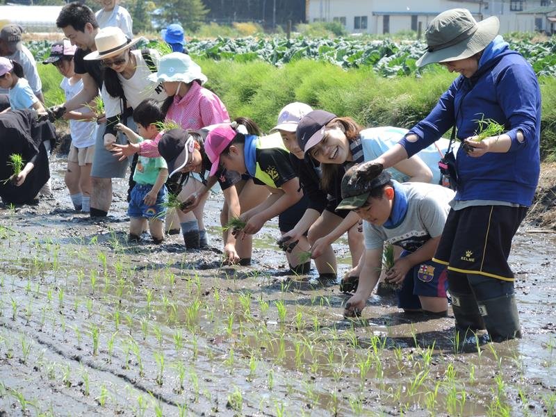矢切耕地で田植えを楽しむ家族連れら＝松戸市
