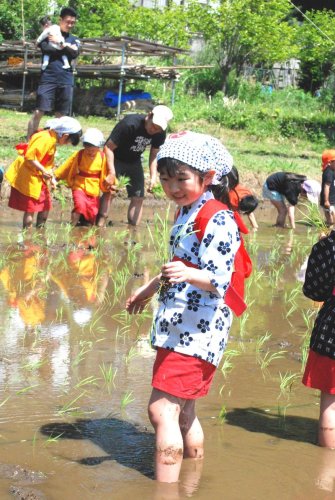 早乙女衣装に身を包み、親子で田植えに挑戦する子どもたち＝５日、習志野市
