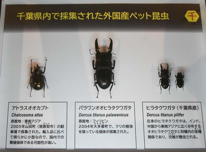 外来昆虫約３０種紹介　見分け方や問題を解説　千葉県立中央博