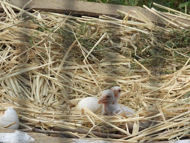 １８日に誕生したコウノトリのひな（野田市提供）
