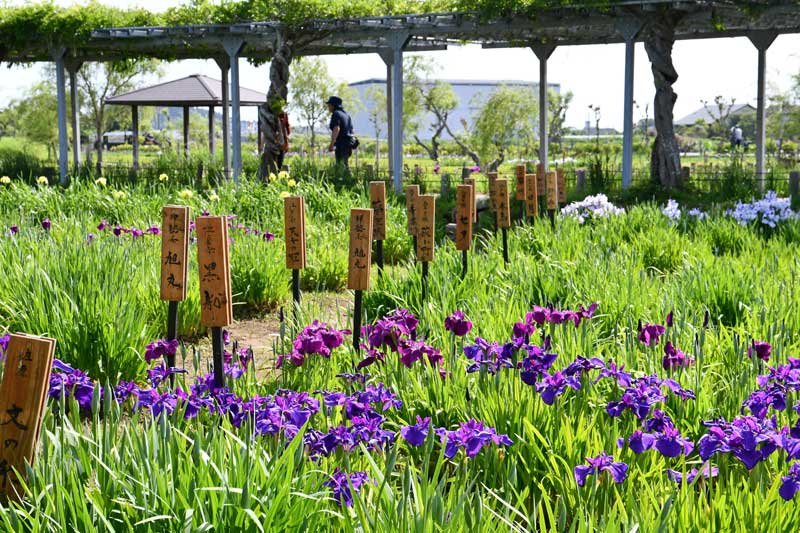 初夏の訪れを告げる恒例イベント「あやめ祭り」が開幕。紫や白色など涼しげなハナショウブが咲き誇る＝２７日、香取市の水郷佐原あやめパーク