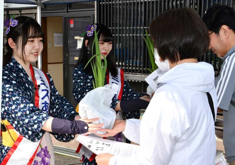 初夏告げるハナショウブ　あやめ祭り開幕　香取・水郷佐原あやめパーク　６月は「嫁入り舟」も